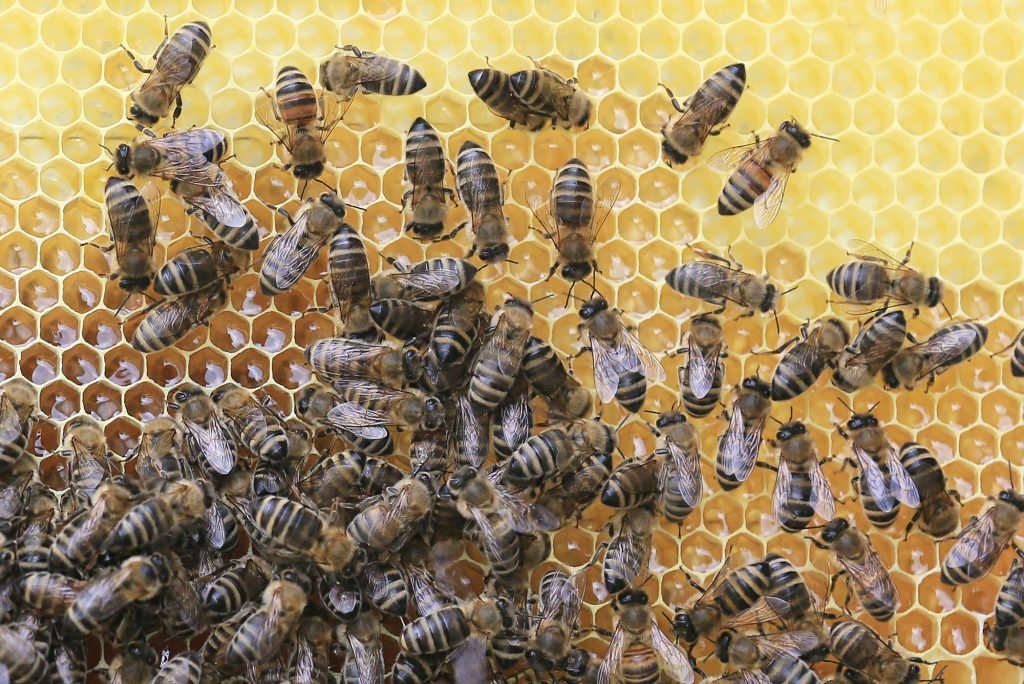 Mitä mehiläiset tekevät talvella