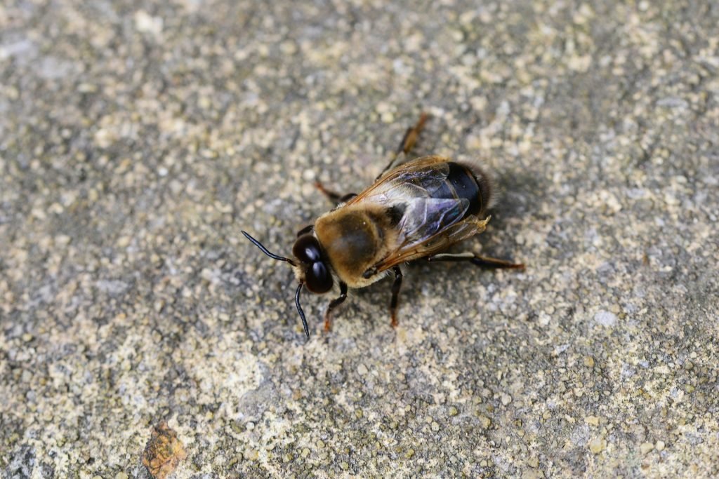 Kuhnuri mehiläinen